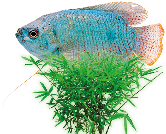 Поступление рыбок и растений от 21.12.2020 Поступление рыбок и растений от 21.12.2020